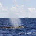 whale_humpback_h_01029_dom3214.jpg